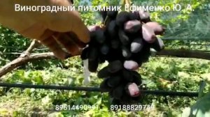 виноград Журавлёнок