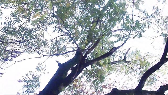 Грецкие орехи опали смотреть онлайн