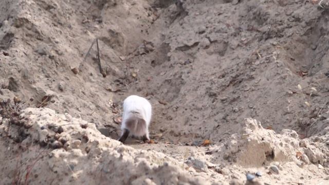 Хлада Амурская Краса, сибирская кошка окраса сил-тэбби-пойнт смотреть онлайн