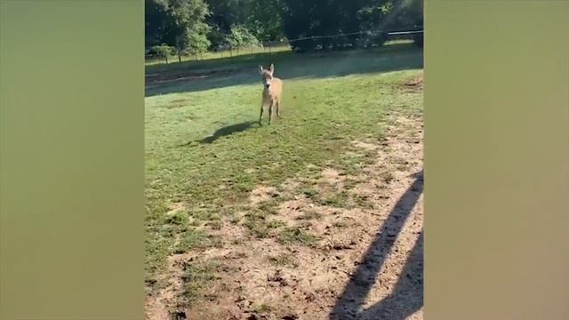 Приколы с животными. Смешные животные видео приколы 2022 смотреть онлайн