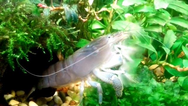 Креветка фильтратор (габонский) смотреть онлайн