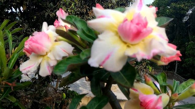 ADENIUM IN CINDER смотреть онлайн
