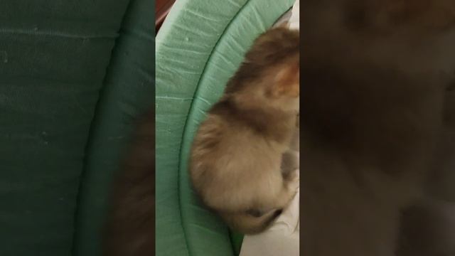 Клубные малыши ищут любящих родителей. Котята Британская золотая шиншилла. Бронь! смотреть онлайн