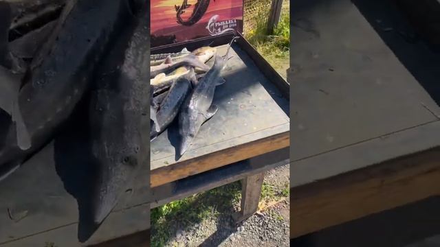 Такие выходные в добрый клёв Юсупово смотреть онлайн