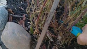 КАК ПОДГОТОВИТЬ ГИПСОФИЛУ К ЗИМЕ ? ЧЕРЕНКИ ГИПСОФИЛЫ.