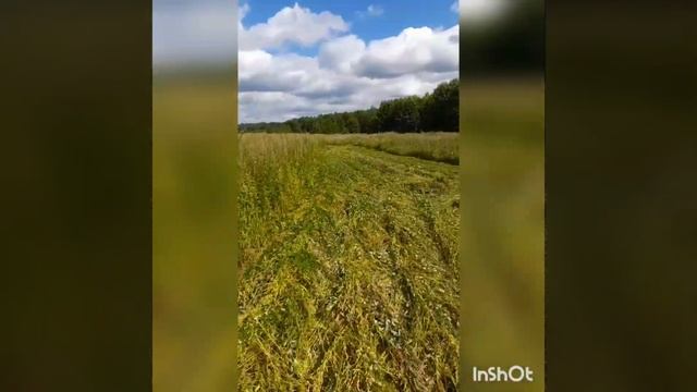 мотоблок МТЗ против высокой травы смотреть онлайн