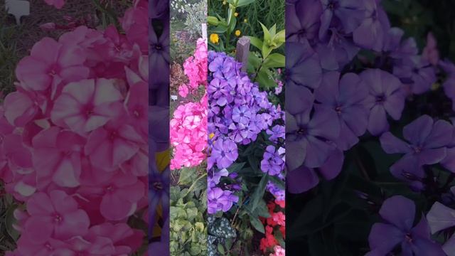 Астильбы,флоксы,петуньи и другие краски лета на нашей даче?? смотреть онлайн