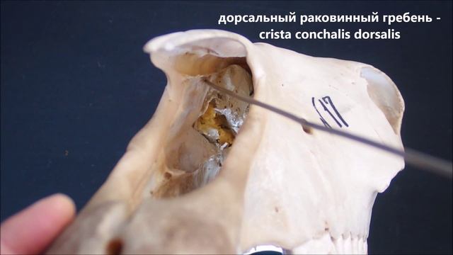 носовая кость домашних животных смотреть онлайн