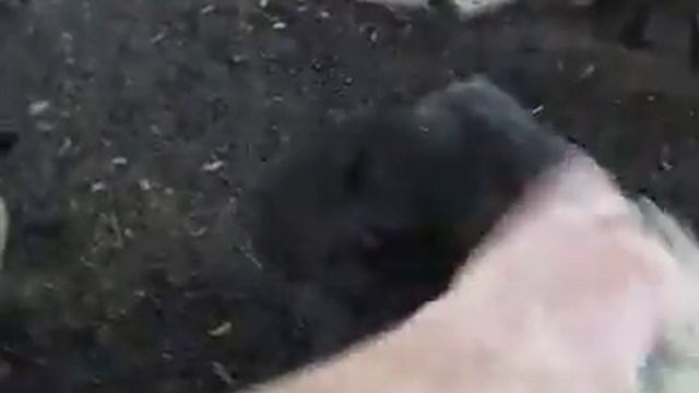 Suffolk Sheep getting a Saturday morning scratch смотреть онлайн