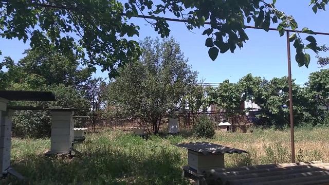 Жара под 40 в степи.Пасека гудит.На чем же работает пчела? смотреть онлайн