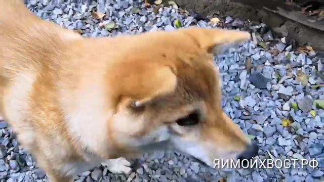 Занятия в ЯИМОЙХВОСТ.РФ смотреть онлайн