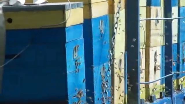 🔴Пасека🔴Пасека в горах на липе🔴Лёт пчел на липе🔴Липовый мед смотреть онлайн