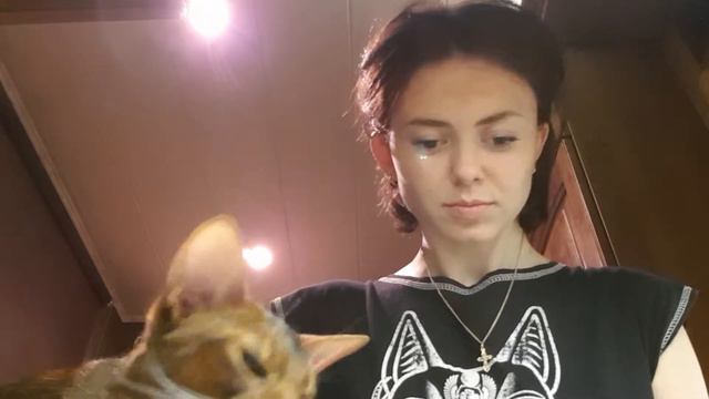 Абиссинский кот Серафим помогает готовить. Abyssinian cat смотреть онлайн