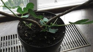 Инжир в домашних условиях - плодоношение, уход