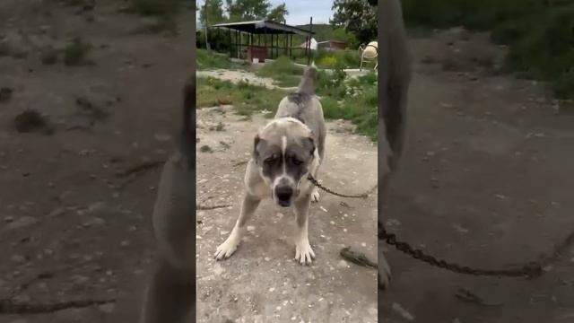 ОГРОМНЫЙ АЛАБАЙ УЖЕ В 11 МЕСЯЦЕВ! ЯРС СЫН МАРШАЛА смотреть онлайн