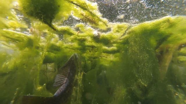 Душная вода. Рыба задыхается. смотреть онлайн