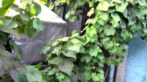 @Виноград Мариновский