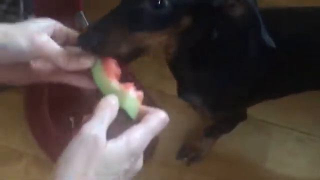 Мини такса смотреть онлайн
