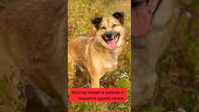 Москва и МО! Ищем дом чудесному собакену! #собаки #пристрой #вдобрыеруки #ищухозяина смотреть онлайн