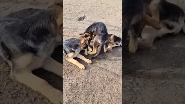 Банда мелких хулиганов. Щенки немецкой овчарки 4 мес. и их родители. Одесса смотреть онлайн