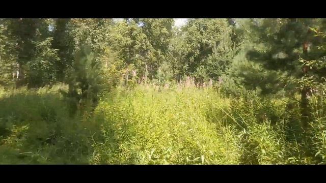 Дары природы в берёзовой роще смотреть онлайн