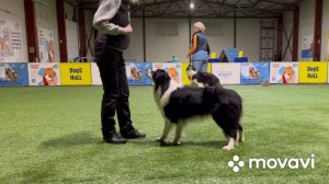 Дрессировка бордер колли