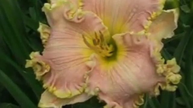 Лилейник daylily SPACECOAST MISS MARGARET смотреть онлайн