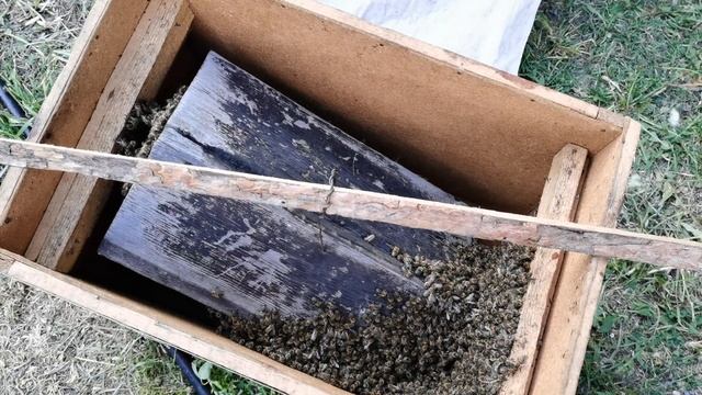 Красивый и очень-очень злой рой! Роение пчел. смотреть онлайн