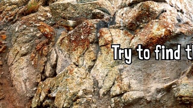 Marvelous..!! We Bet You Can’t Find All the Animals in These Photos смотреть онлайн