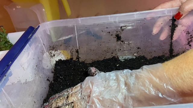 Как сохранить калибрахоа зимой. смотреть онлайн