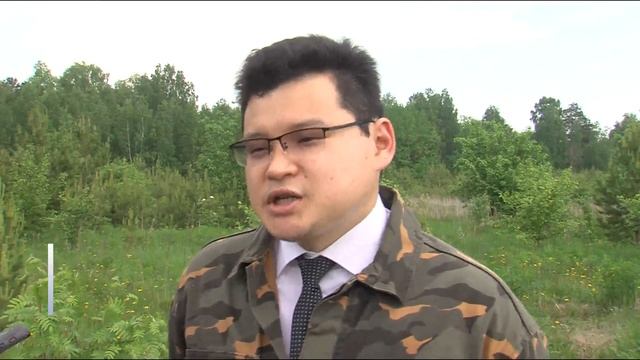 Пирамидальные тополя высадят взамен погибших деревьев на Алебашевской в Тюмени смотреть онлайн