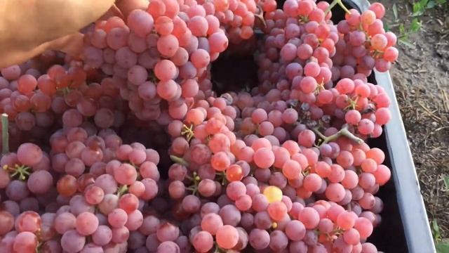 Виноград Сомерсет Сидлис (Somerset seedless) смотреть онлайн