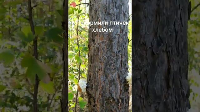 День в сосновом лесу. смотреть онлайн