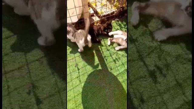Котята отдам в дар Ростов-на-Дону подробности по телефону 89381066763 смотреть онлайн