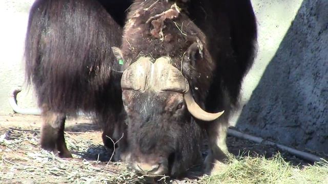 Musk oxen in the Moscow Zoo / Овцебыки в Московском Зоопарке смотреть онлайн