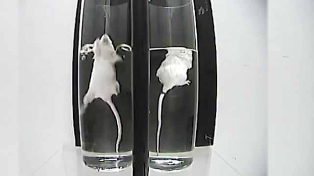 The Forced Swim Test - Animals Subjected to Near Drowning смотреть онлайн