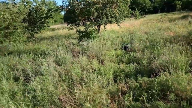 Работа русского спаниеля челноком. смотреть онлайн