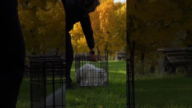 Как приучить щенка к вольеру или манежу 3 смотреть онлайн