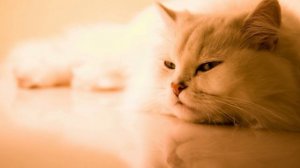 Ай-яй-яй.Группа Белый День