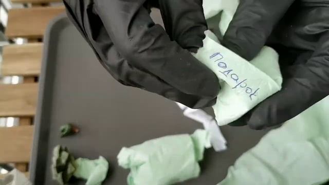 Посылка с суккулентами. Unboxing Succulents. Фото с названиями.