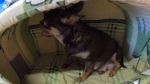 Подготовка к родам ЧИХУАХУА Ксюши / КАК и ЧТО нужно подготовить к родам чихуа / питомник Мари Мисти