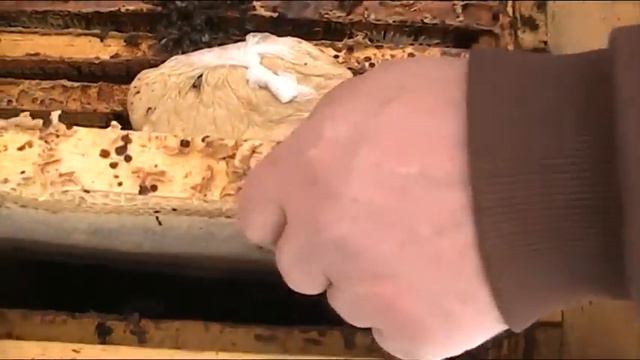 НОЗЕМАТОЗ. ПОНОС ПЧЁЛ.ПРИЧИНЫ И ЛЕЧЕНИЕ