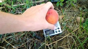 Персик Эрли Ред Хейвен