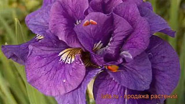 Ирис сибирский Тамбл Баг (iris sibirica) ? ирис Тамбл Баг обзор: как сажать рассада ириса Тамбл Баг смотреть онлайн