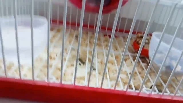 Как приручить хомячка • чтобы он не кусался смотреть онлайн