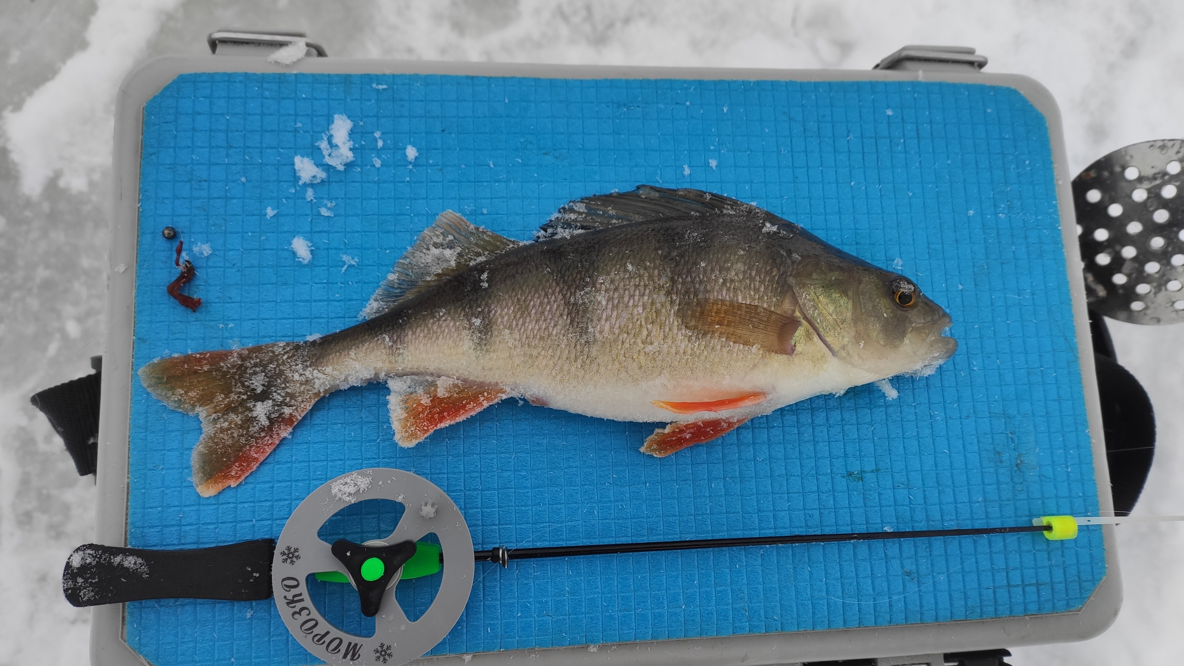 БЕШЕНЫЙ ОКУНЬ. смотреть онлайн