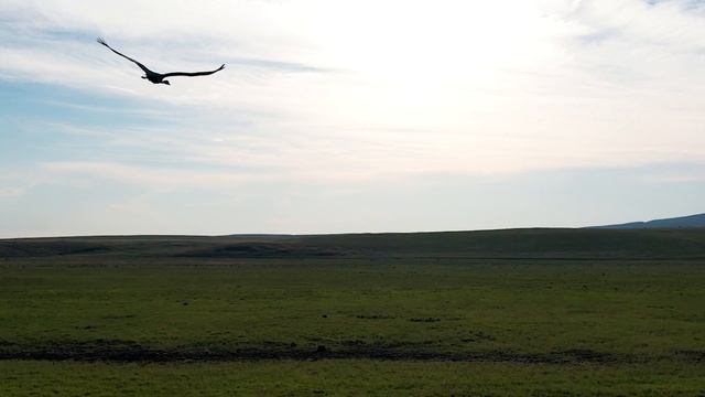 Полёт журавля-красавки в Хакасии смотреть онлайн