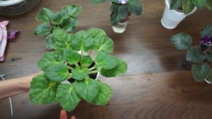 Для чего удаляют цветоносы у деток фиалок