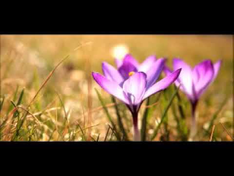 Meditation Music Sitar - Sahaja Yoga