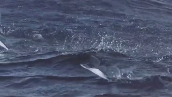 Летучие рыбы Flying fish